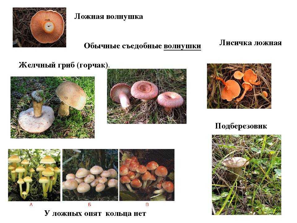 Грибы рыжики: как выглядят, где растут, как отличить съедобные от ложных? виды грибов рыжиков, их польза и вред для человека: фотографии с описанием. как отличить рыжики от волнушек съедобных и ложных