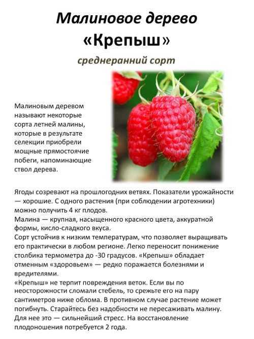 Описание сорта малины сказка: фото, посадка и уход, отзывы