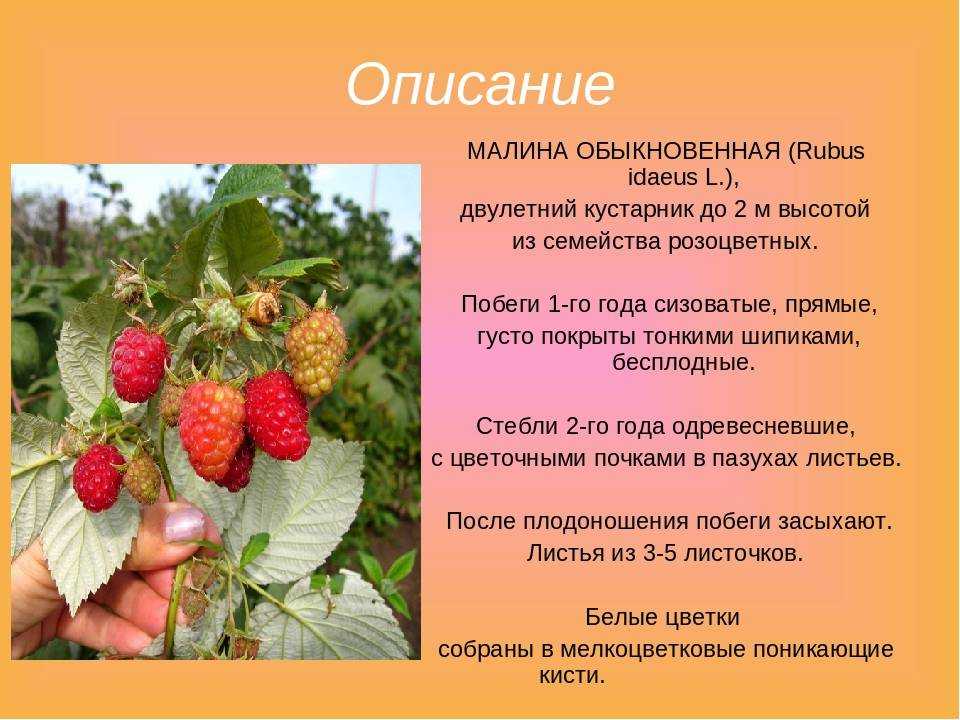 ✅ малина сорта золотая осень: описание сорта, преимущества и недостатки, уход, урожайность, фото - tehnoyug.com