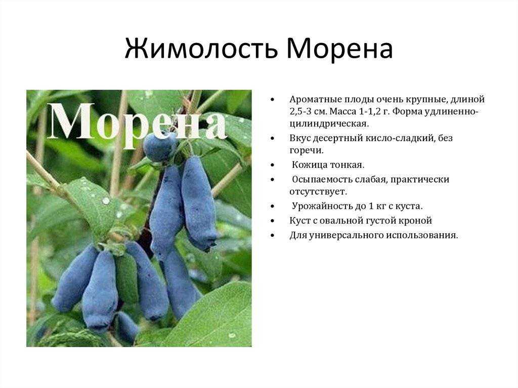 Жимолость сибирячка посадка и уход