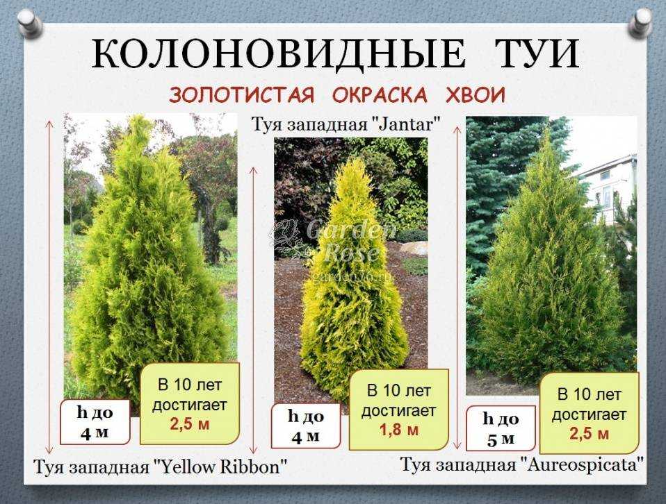 Туи смарагд, даника в ландшафтном дизайне: как красиво посадить, схемы шаровидных туй на клумбах
 - 20 фото