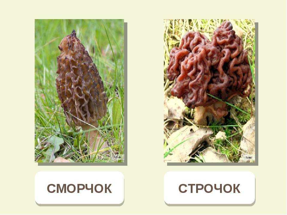 Рядовки, которые можно собирать в подмосковье: фото и описание