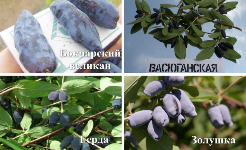 Лучшие сорта жимолости с фото, названиями и описанием
