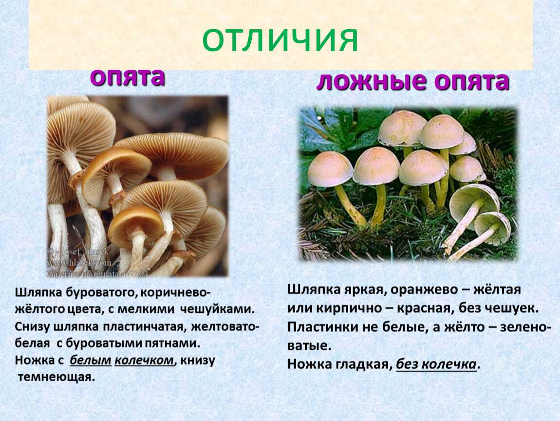 Зимние опята: фото, описание, как отличить от ложных, выращивание, рецепты, где растут и как собирать