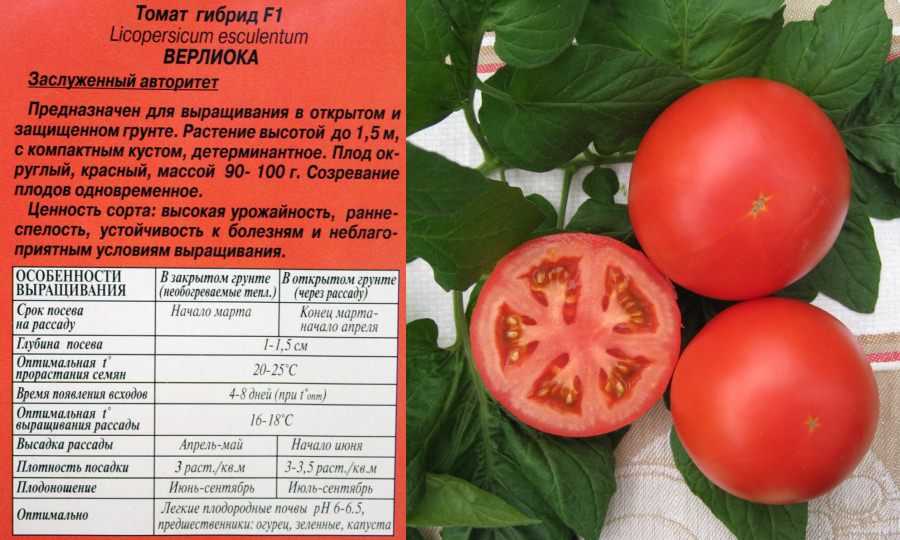 Сорт помидоров палка — идеальный вариант для садоводов