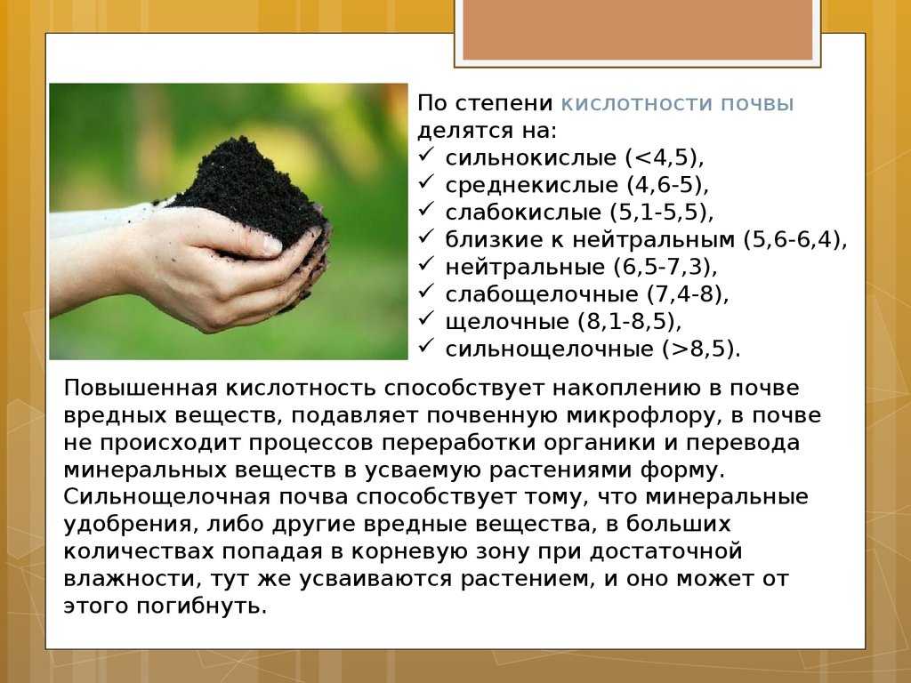 Грунт для хвойных растений: как выбрать, что влияет на состав, как сделать самостоятельно