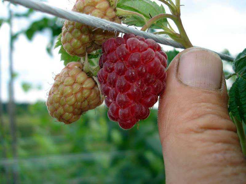 Малина шапка мономаха — отличительные особенности и преимущества сорта