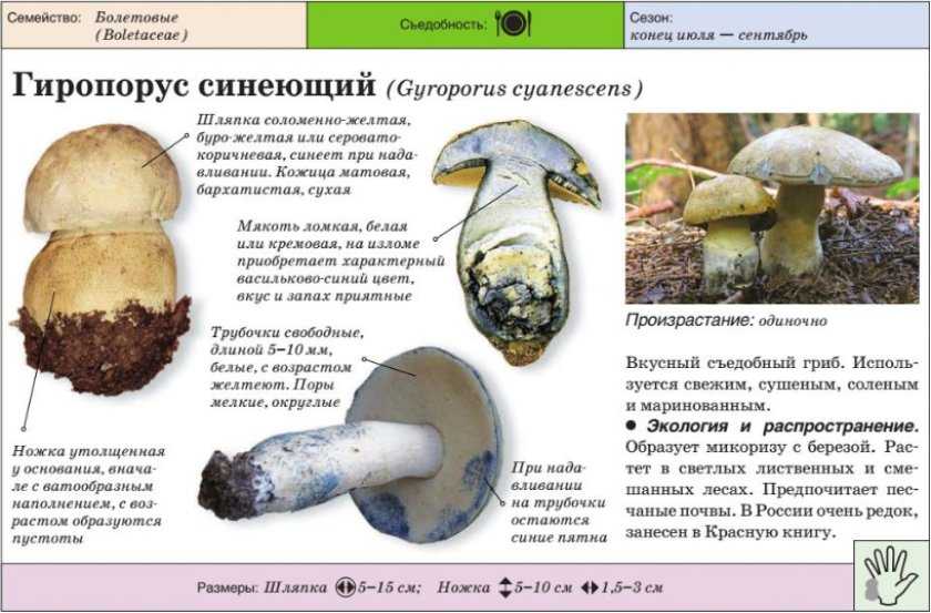 Съедобные и ядовитые виды гриба паутинника