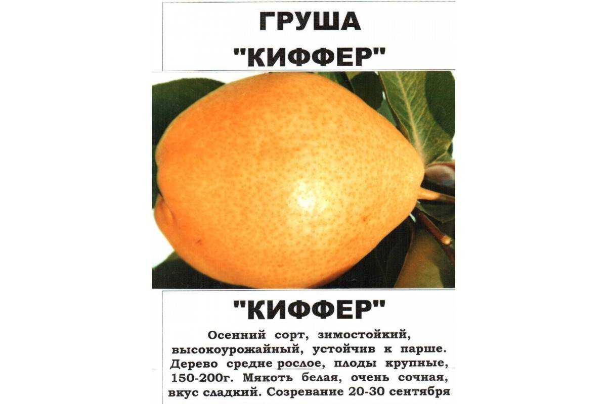 Груша киффер описание сорта фото отзывы