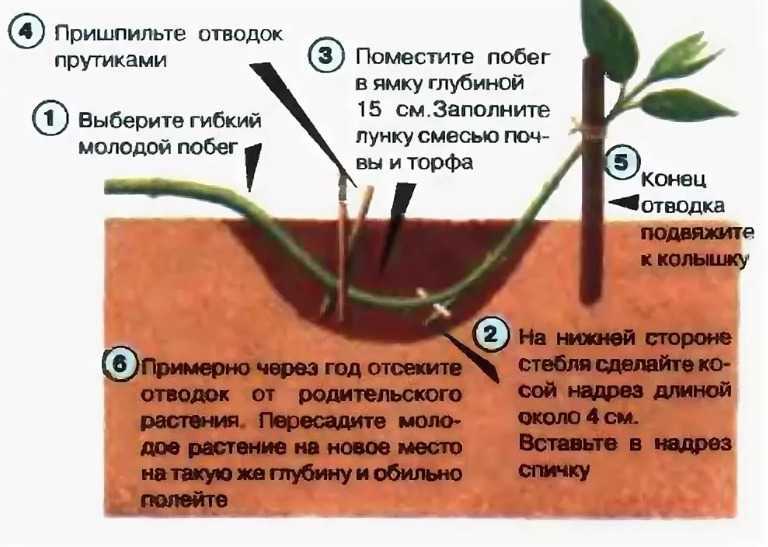 Барбарис: посадка и уход за кустарником в открытом грунте
