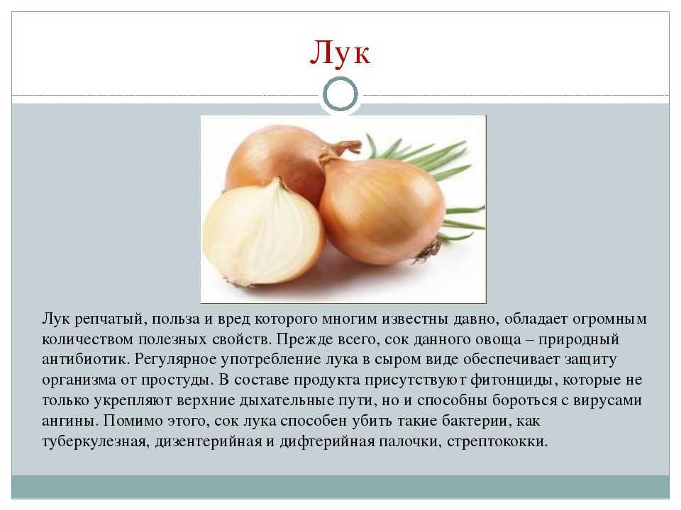 Красный лук: полезные свойства и вред для организма человека