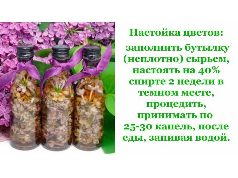 Настойка сирени: лечебные свойства, от чего помогает, правила применения, противопоказания, рецепты приготовления | народная медицина | dlja-pohudenija.ru
