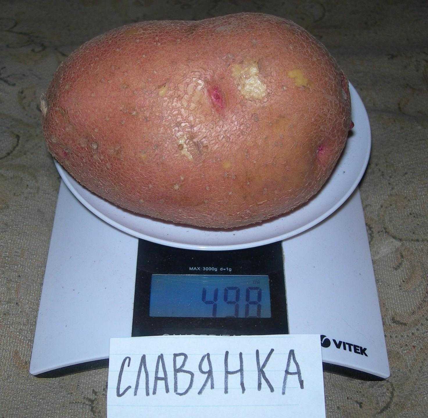 Картофель "славянка": описание сорта, фото, отзывы
