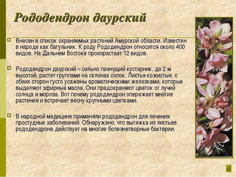Почему не растёт рододендрон: в высоту в открытом грунте, что делать, когда не цветёт вечнозелёный кустарник