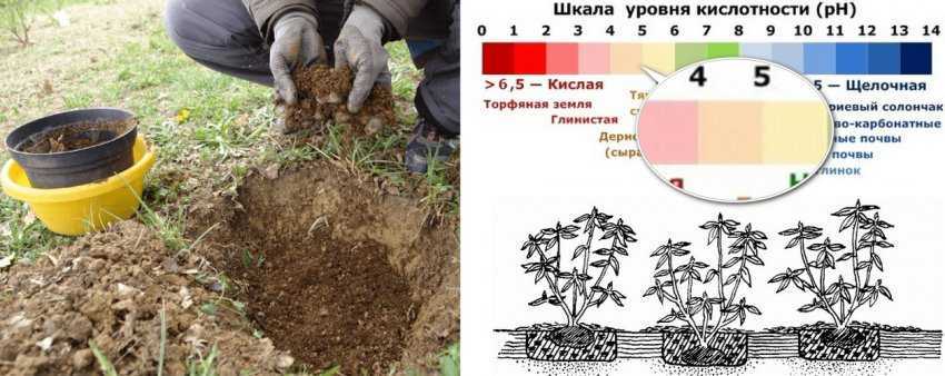 Рододендрон: «цветочный взрыв»: выращивание и уход в открытом грунте