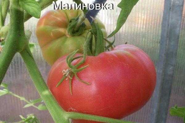 Описание сорта томата малиновка — особенности выращивания