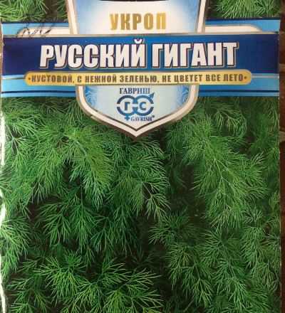 Укроп кустовой без зонтиков на зелень: лучшие сорта, особенности посадки, дальнейший уход в 2023 году на гудгрунт
