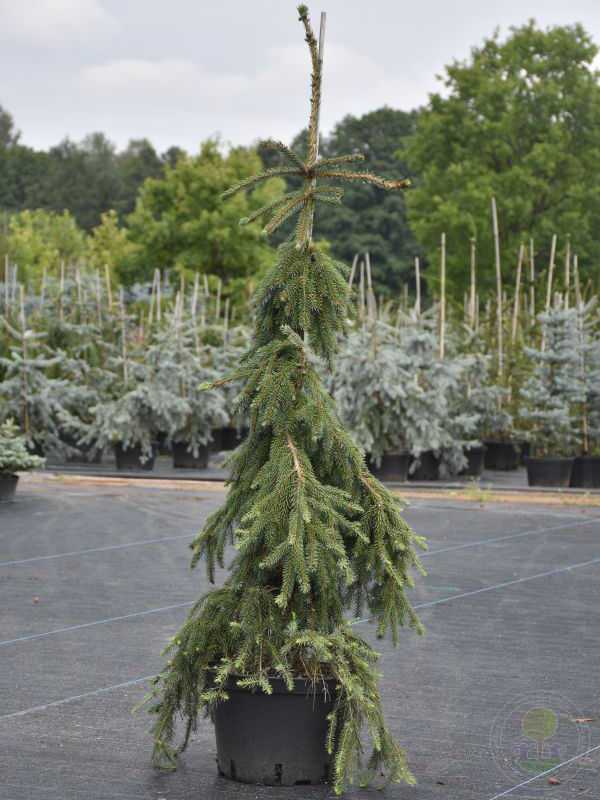 Ель сербская (picea omorika): описание вида, популярные сорта, посадка и уход, применение в ландшафтном дизайне
