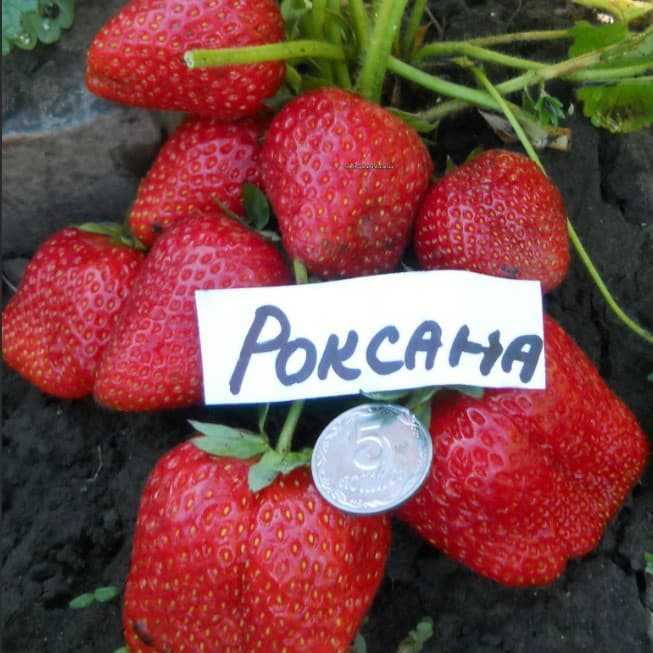 Клубника роксана: отзывы, фото, описание среднепозднего сорта, посадка и уход, правила выращивания, урожайность