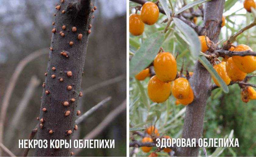 Болезни и вредители облепихи: классификация, перечень, причины появления Меры профилактики появления и способы борьбы Применяемые препараты, сроки обработки, достоинства и недостатки