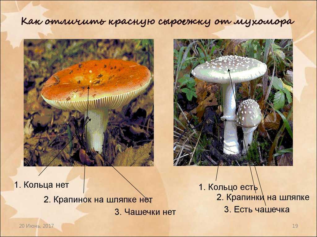 Ложные сыроежки: фото, симптомы отравления, как отличить