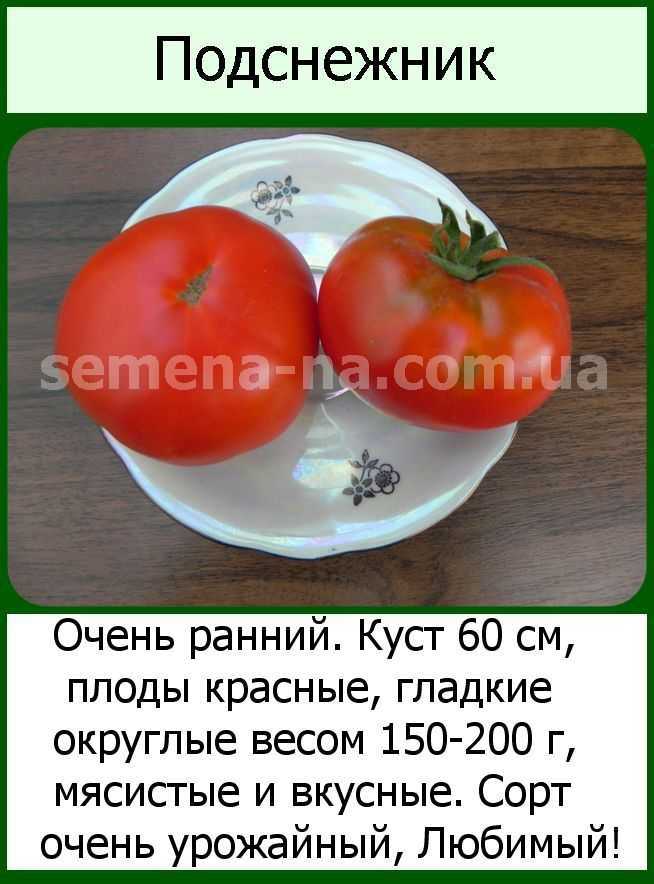 Сорт подснежник – томат для холодных регионов. описание и отзывы