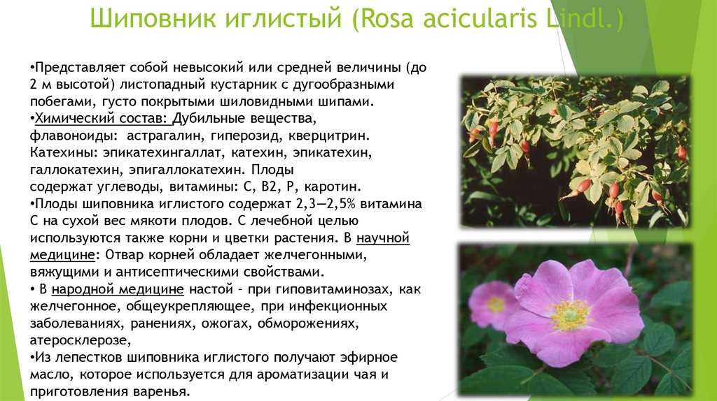 Шиповник описание, свойства, применение