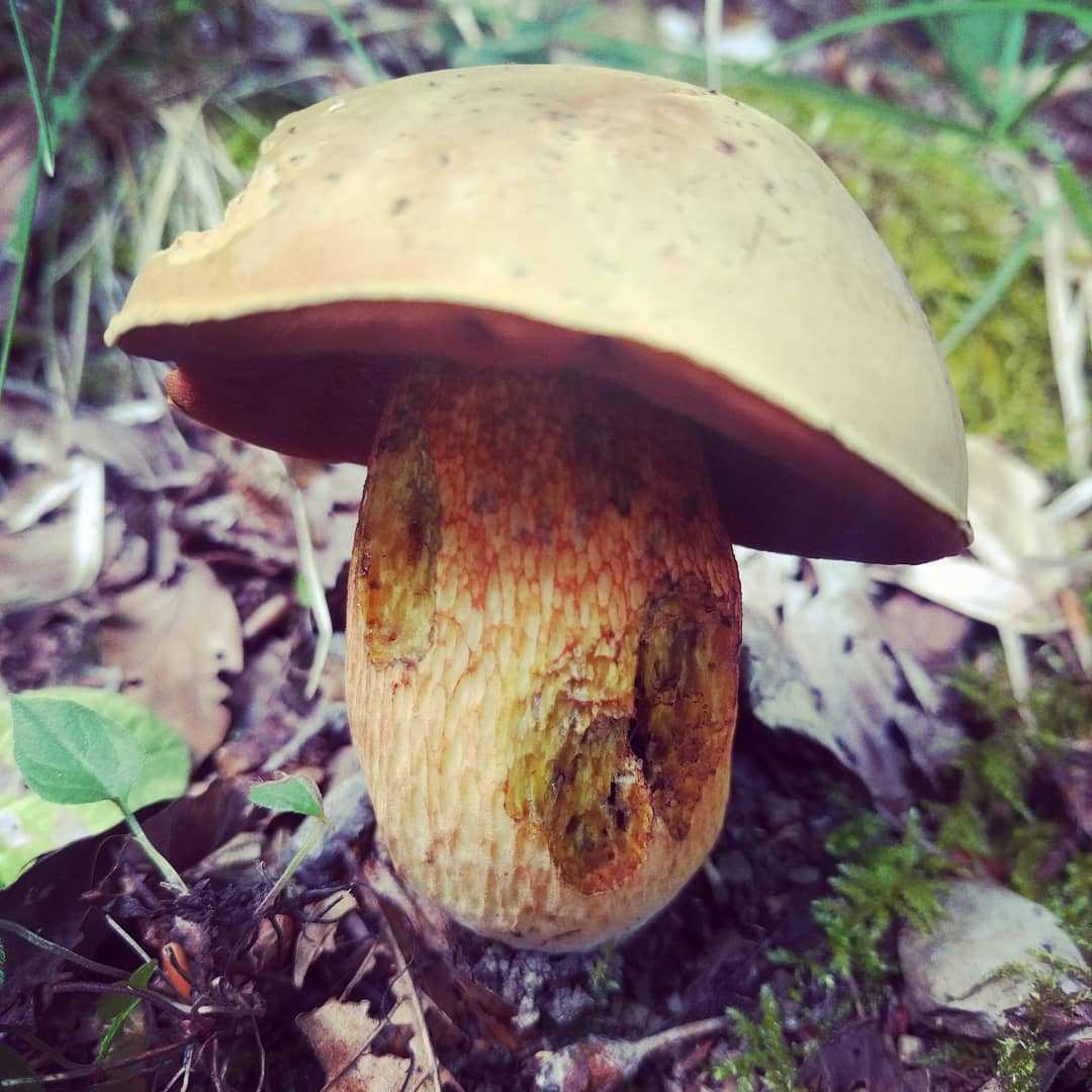 Мицена пероногая (mycena plumipes)