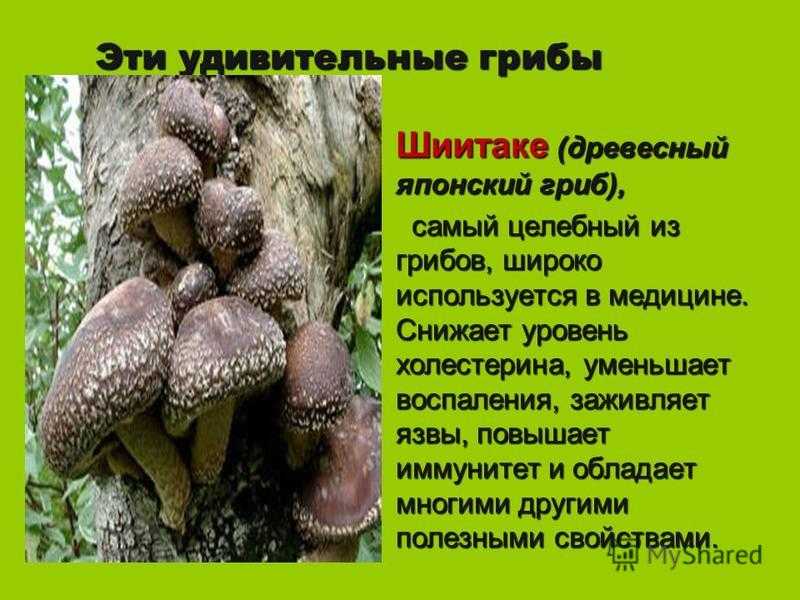 Гриб шиитаке - фото, лечебные свойства, вред, приготовление