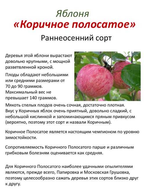 Яблоня орловское полосатое: описание, фото, отзывы