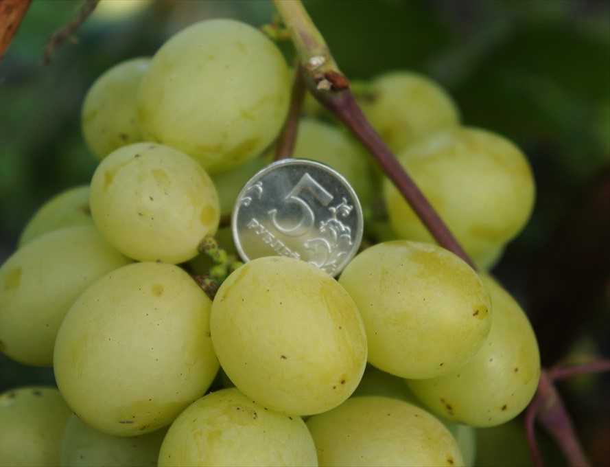 Сорт винограда кеша – сайт о винограде и вине
