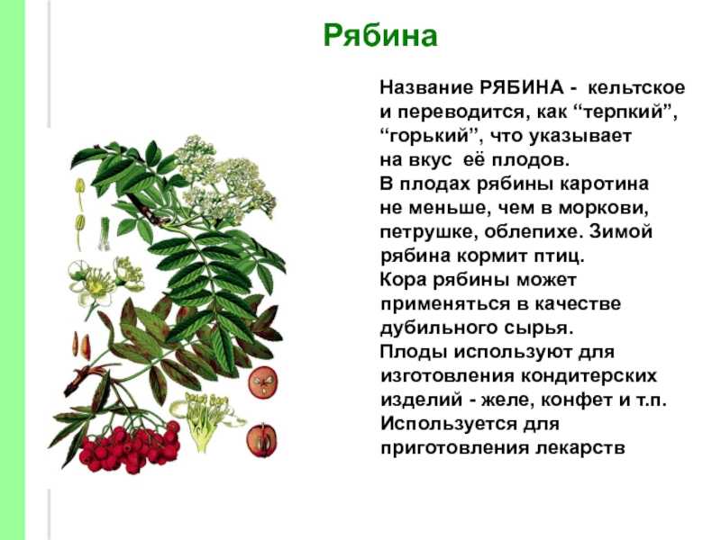 Рябинник: фото и описание кустарника в ландшафтном дизайне, посадка и уход