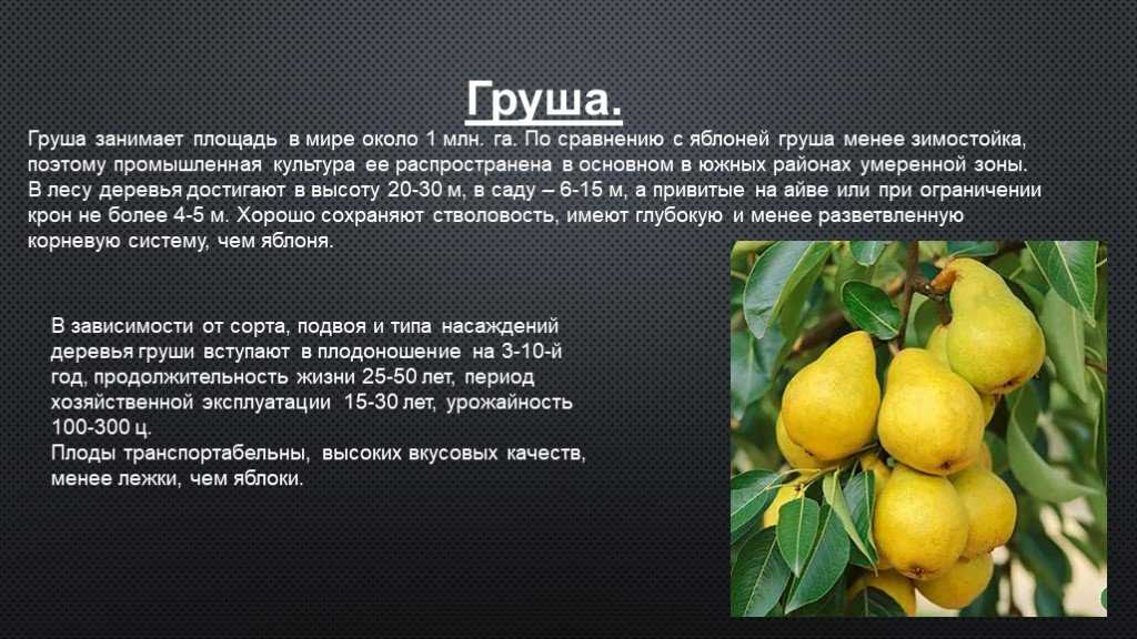 Летний сорт груши «виктория» — гордость селекционеров!
