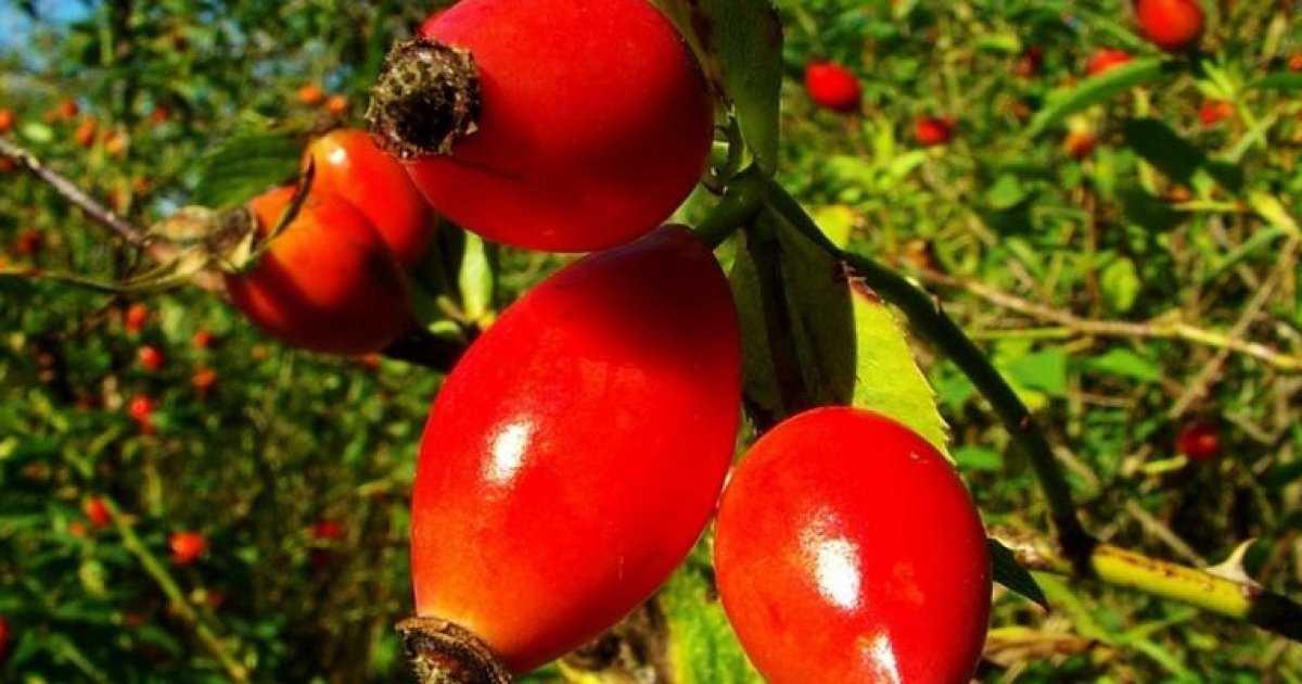 Растение роза / шиповник: фото, сорта, выращивание, посадка и уход в открытом грунте
