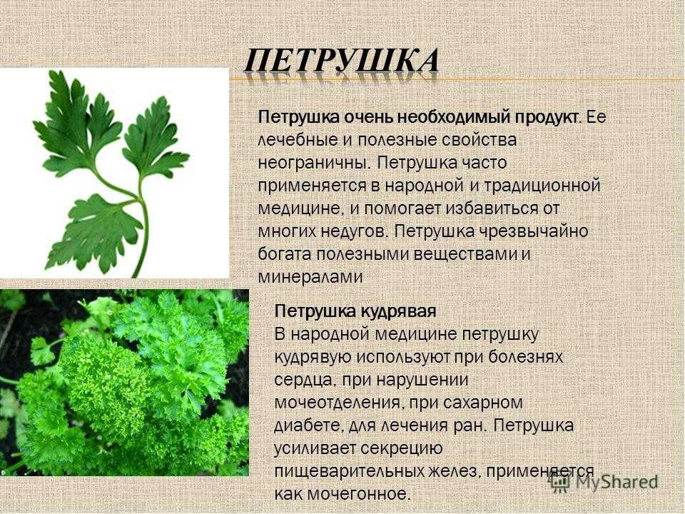 Чем полезна петрушка для мужчин: влияние, вред и противопоказания