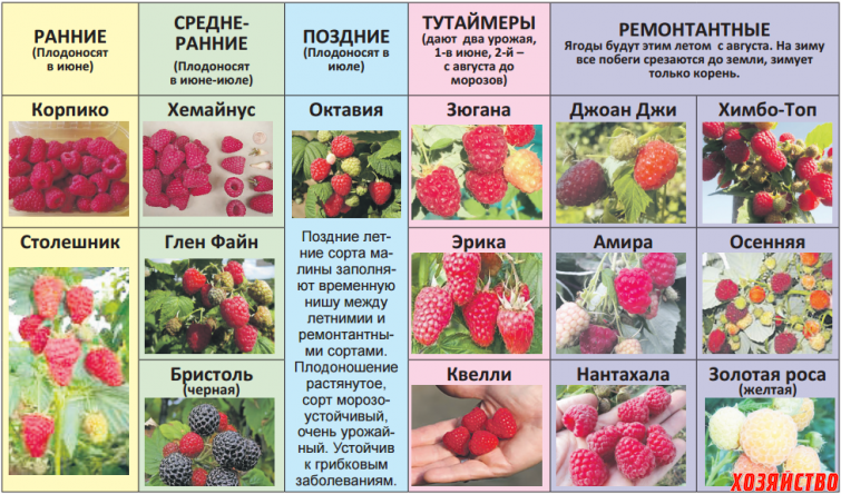 Уход и выращивание ежемалины (в тч размножение и обрезка) + фото и видео