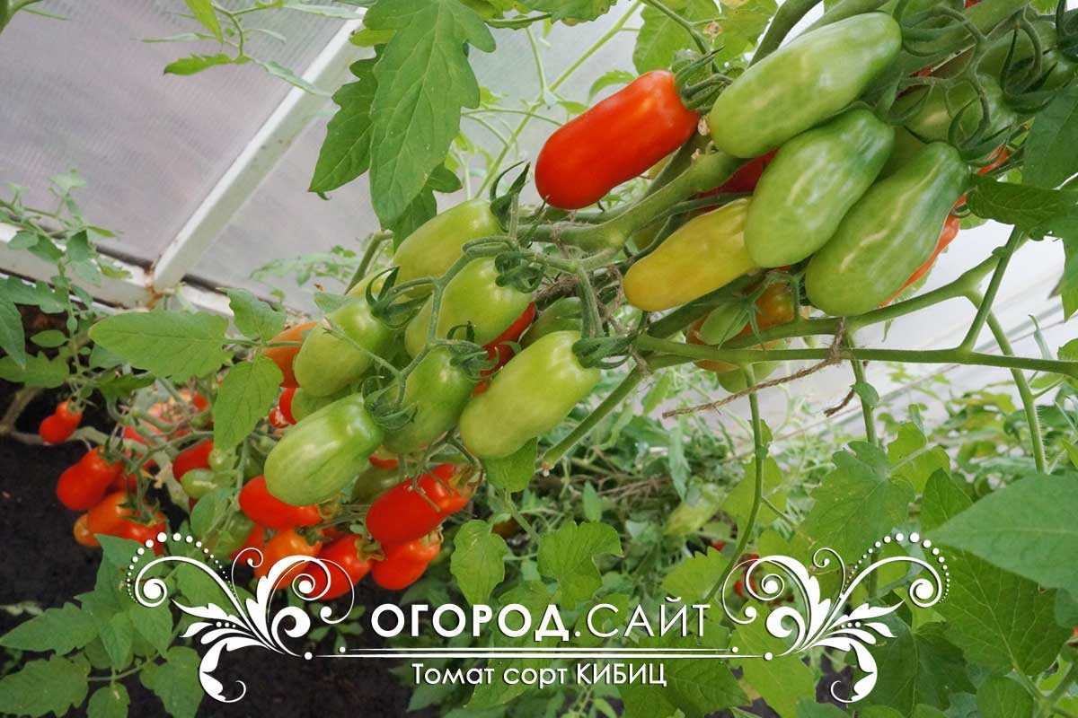 Томат кибиц − описание сорта, фото помидоров, отзывы овощеводов, урожайность, выращивание, видео