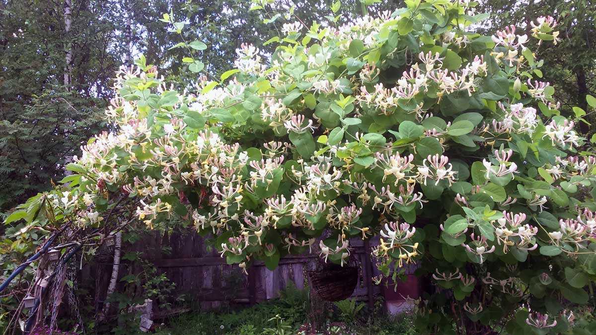 Жимолость серотина (serotina): описание, морозостойкость, посадка и уход, фото, отзывы