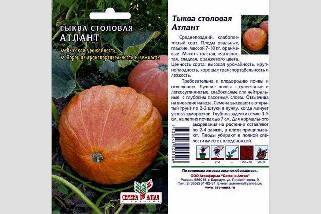 Лучшие сорта мускатной тыквы для выращивания – описание и характеристики сортов
