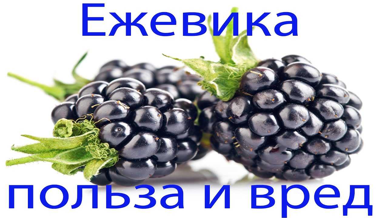 Ежевика: лечебные свойства и противопоказания, польза и вред