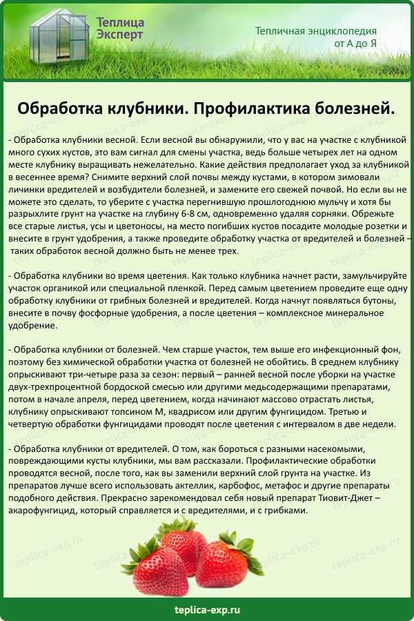 Обработка клубники от болезней и вредителей: меры