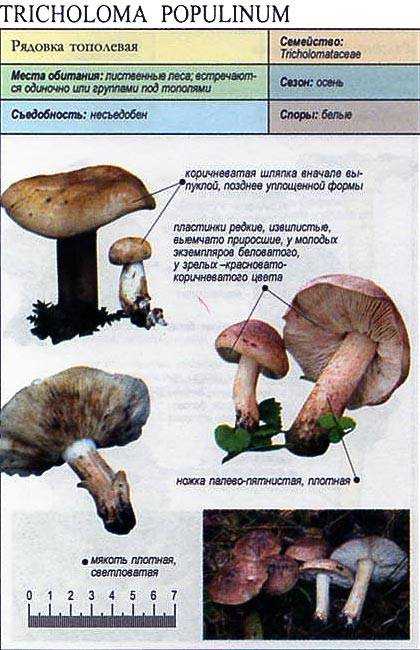 Рядовка тополевая (подтопольник): особенности гриба