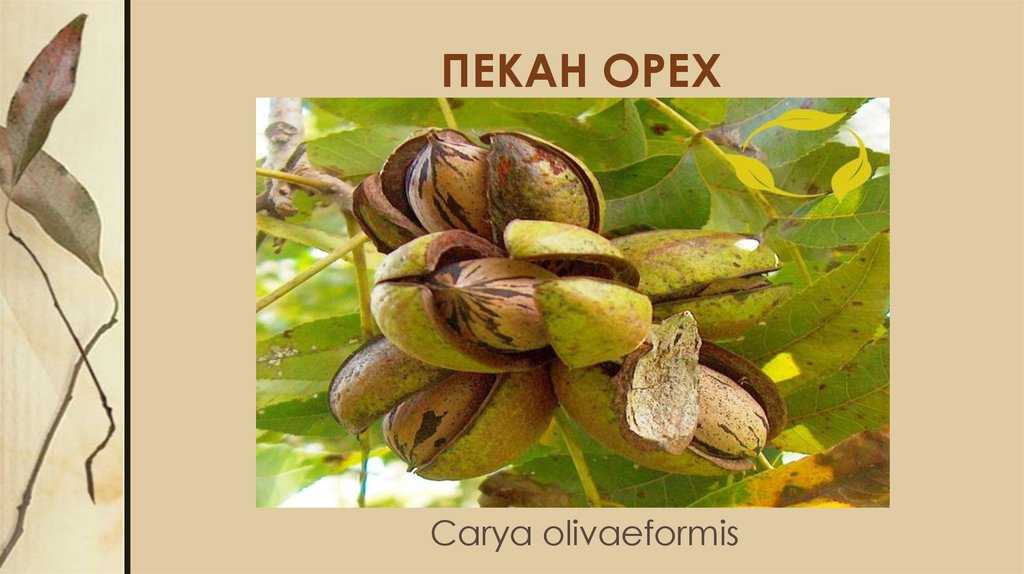 Королевский орех пекан: выращиваем на участке экзотический орех - фермерский сайт
королевский орех пекан: выращиваем на участке экзотический орех - фермерский сайт