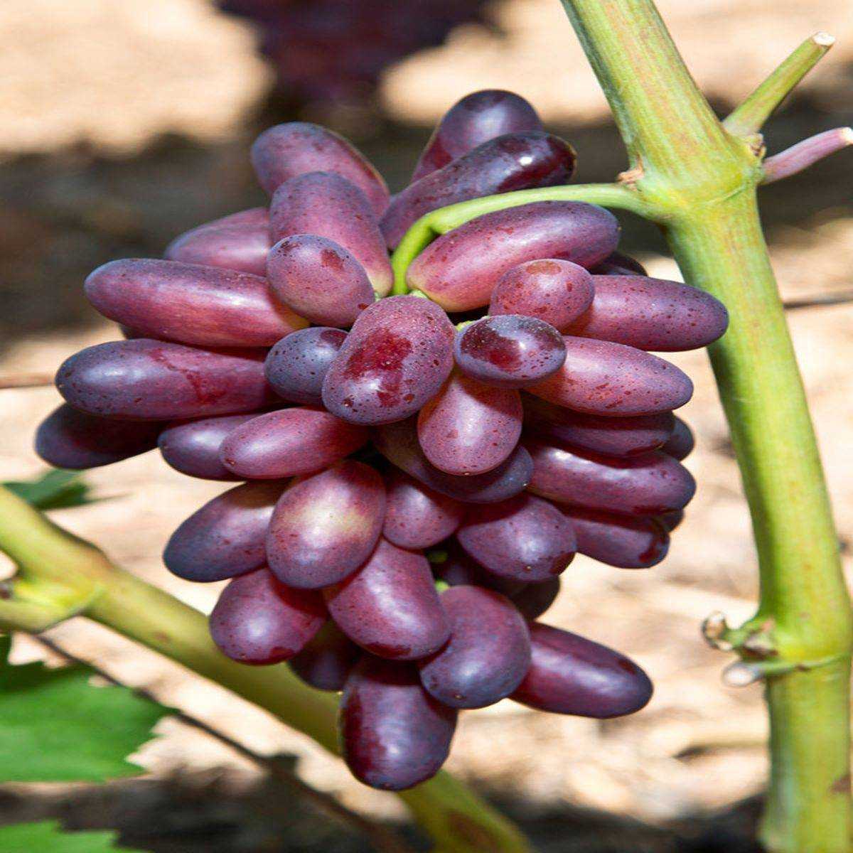 Оригинальный внешне и восхитительный на вкус — виноград изюминка