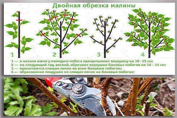Малина сорт таруса (малиновое дерево)