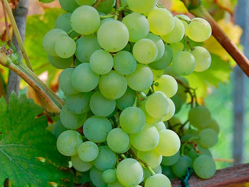 Виноград краса севера: описание сорта