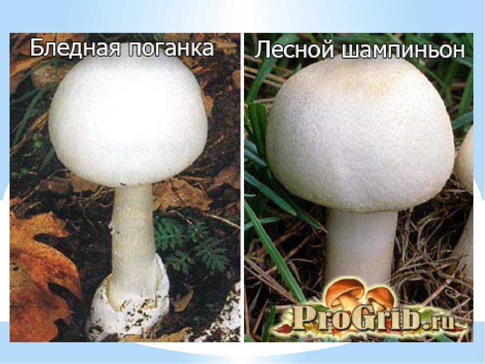Как отличить бледную поганку от шампиньона. сходства и различия