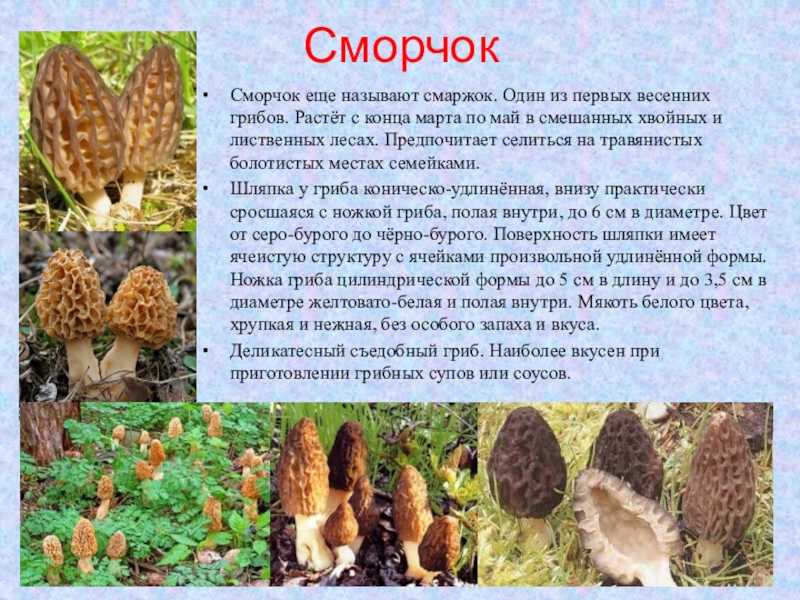 Сморчки: описание грибов, где растут и когда собирать, фото