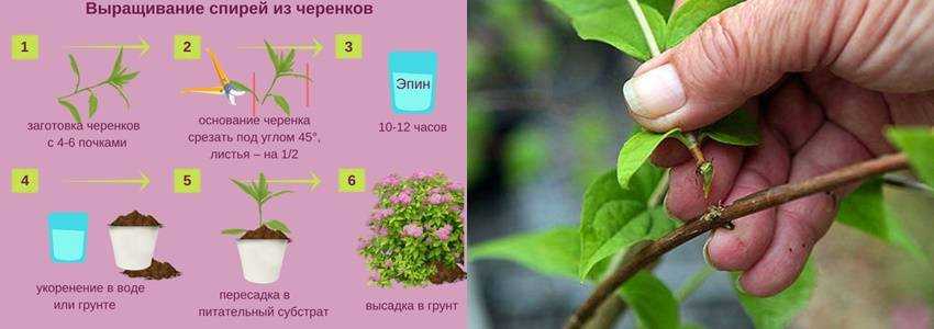 Спирея японская макрофилла, или крупнолистная (spiraea macrophylla) в ландшафтном дизайне: фото и описание, обрезка