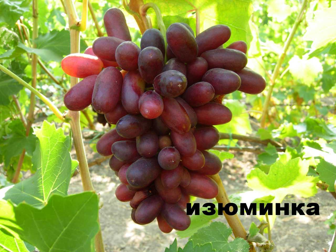 Виноград изюминка: описание сорта и характеристика, посадка и уход, размножение